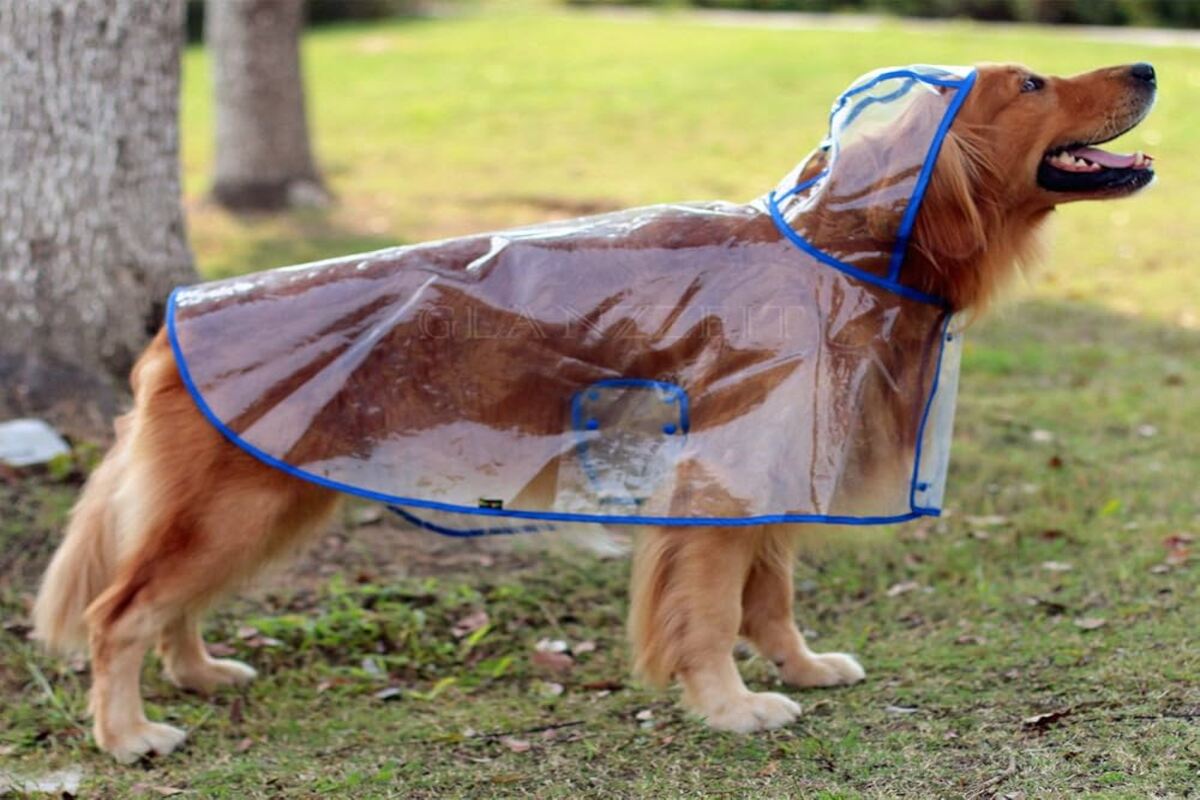 Dog Rain Coats And Their Common Myths